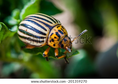 Colorado beetle (Leptinotarsa decemlineata)