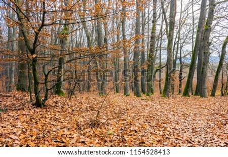 weathered foliage on a tree. leafless forest in autumn