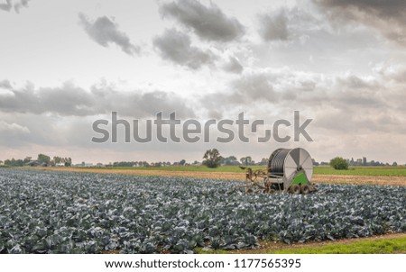 Large field with organically grown red cabbage plants. In the middle of the dry field is an irrigation system with a big hose reel. It is a cloudy day in the summer season. Real rain seems to arrive.