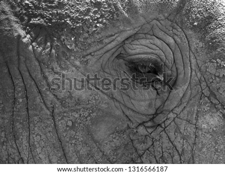 Closeup of  an eye of African elephant, Masai Mara