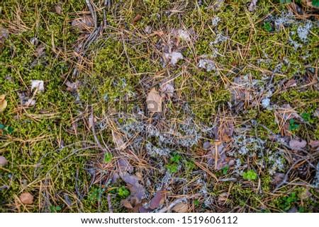 abstract forest bed texture with dry tree branches and pine tree
