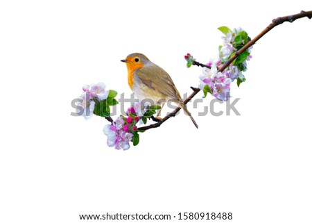 Spring nature and Robin. White background. Isolated bird and branch.