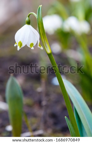 Beautiful blooming of White spring snowflake flowers (Leucojum vernum)  in springtime. White flowers of Summer Snowflake or Loddon Lily are close up in garden in spring.