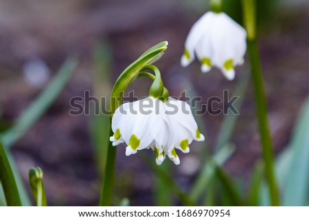 Beautiful blooming of White spring snowflake flowers (Leucojum vernum)  in springtime. White flowers of Summer Snowflake or Loddon Lily are close up in garden in spring.