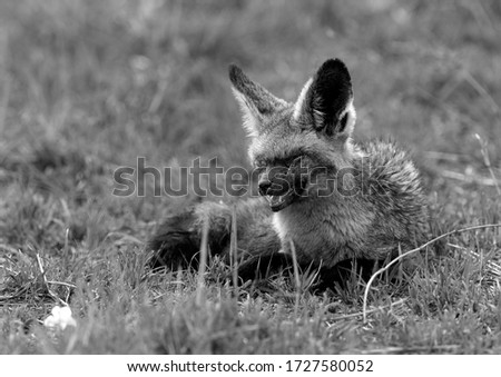 Bat-eared fox with damaged eyes, Masai Mara , Kenya