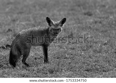 Bat-eared fox with damaged eyes, Masai Mara , Kenya