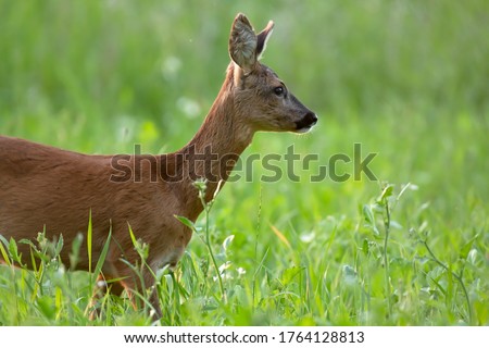 Roe deer stands in summery meadow. Side view.