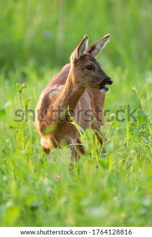 Roe deer between tall grass in summery meadow.