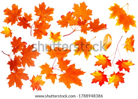 Bright autumn maple leaf on a white background. Isolated foliage. fall collection. Set