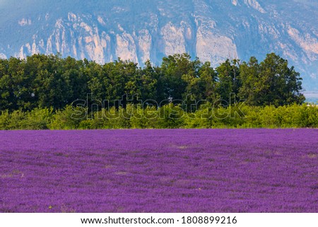 Lavender (lavandin) plant fields in Valensole Plateau of the Alps in Haute Provence region of France, Europe Stok fotoğraf © 
