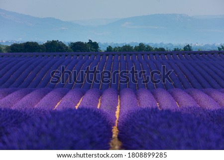 Lavender (lavandin) plant fields in Valensole Plateau of the Alps in Haute Provence region of France, Europe