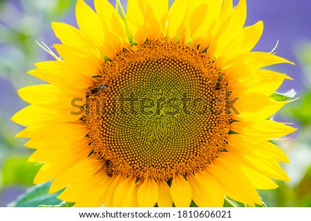 Sunflower and Lavender (lavandin) plant fields in Valensole Plateau of the Alps in Haute Provence region of France, Europe