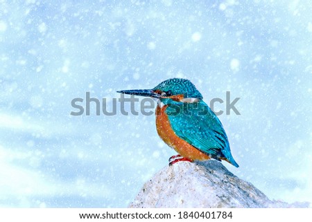 Winter season and birds. Falling snow. Nature background. Kingfisher.
