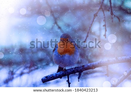 Winter season and birds. Falling snow. Nature background. Robin.