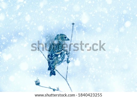Winter season and birds. Falling snow. Nature background.