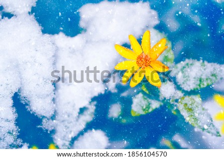 marigold in the snow and frost in the winter garden. Natural background