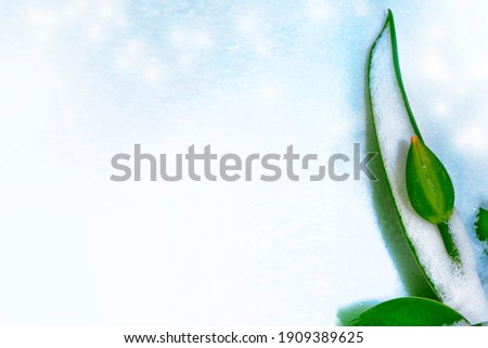 nature. tulip flower growing in snow in early spring garden