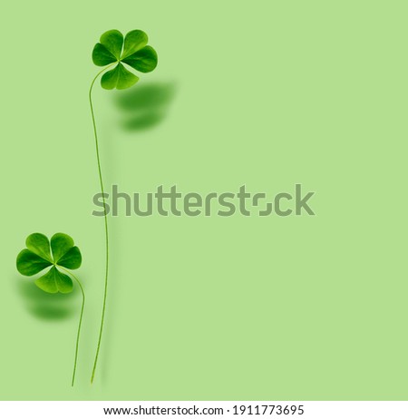 green clover leaves isolated on green background. St.Patrick 's Day. foliage