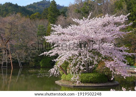 Japan cherry blossoms sakura. Kyoto, Japan - cherry blossom flowers at Ryoanji temple gardens.