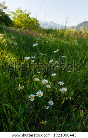Vibrant daisy flowers in natural habitat