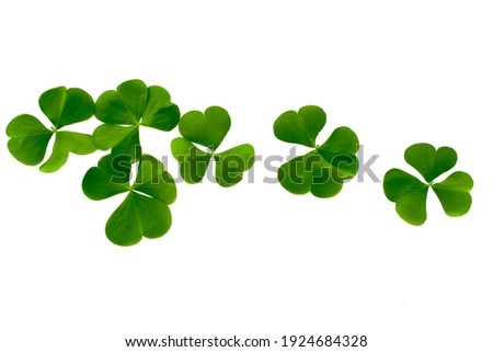 green clover leaves isolated on white background. St.Patrick 's Day. foliage shamrock. set.