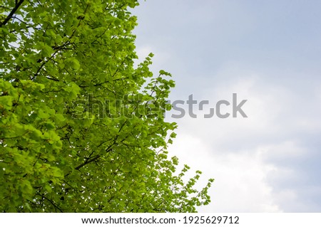 Spring landscape - bright green trees with young foliage on a bright warm sunny day in early spring