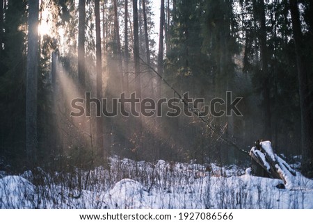 mystical winter forest with snow and sun rays coming through trees with mist and fog