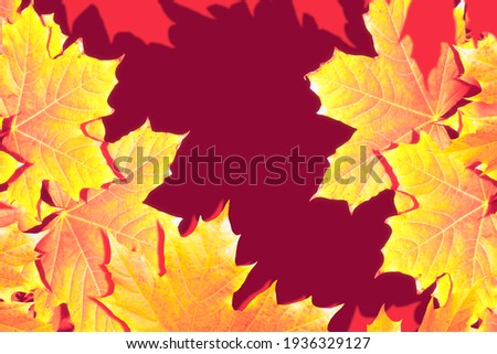 autumn landscape with bright colorful leaves. Indian summer. foliage.
