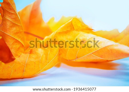 Blurred background. autumn landscape with bright colorful leaves. Indian summer. foliage.