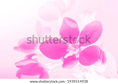nature. Blossoming branch apple. Bright colorful spring flowers