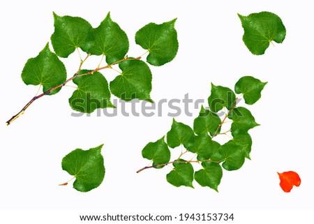 Nature. Fresh leaves of linden isolated on white background. Branch with foliage 
