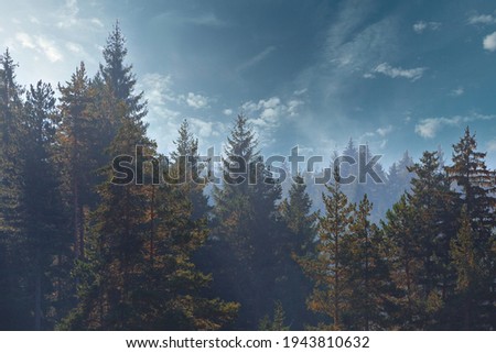 Pine trees forest stylized silhouette photo sunset background