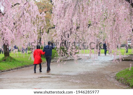 Cherry blossom season in Japan. Weeping cherry blossoms in a park of Hirosaki, Japan.