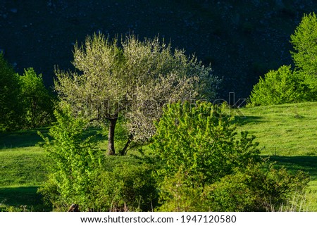 Beautiful nature landscape with blossomed apple tree