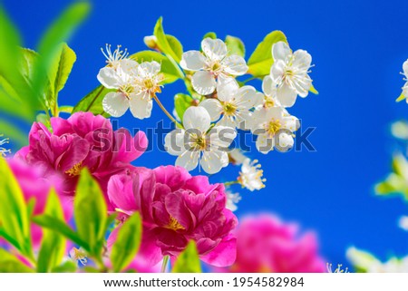 Blossoming branch apple. Bright colorful spring flowers. Beautiful nature scene. Greeting card.