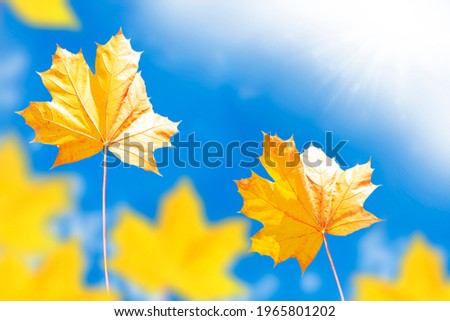 Céu azul. paisagem de outono com folhas coloridas brilhantes. Verão indiano. folhagem.