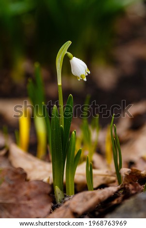 Leucojum vernum is spring white flower is an early-flowering plant that looks like a snowdrop. Leucojum vernum is a perennial bulbous plant. Galanthus vernus, Nivaria verna, Erinosma verna 