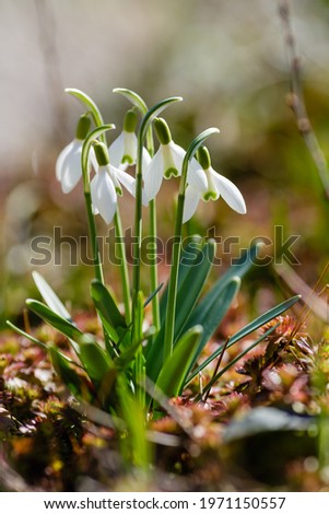 Flowers of snowdrop spring garden. Сommon snowdrop (Galanthus nivalis) flowers in natural green background. 