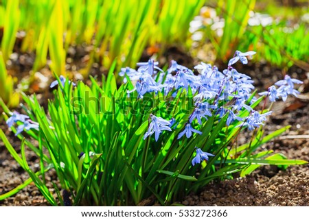 Scilla (lat. Scilla) is a genus of low perennial bulbous plants of the family of Asparagus (previously attributed to the family of Hyacinth or Lily family).
