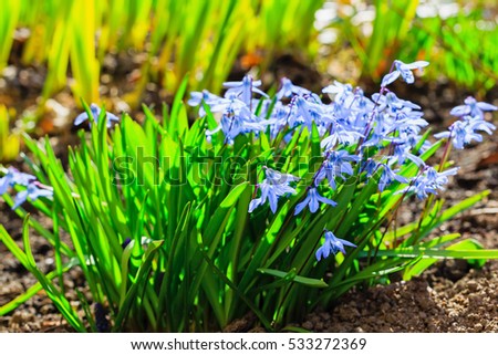 Scilla (lat. Scilla) is a genus of low perennial bulbous plants of the family of Asparagus (previously attributed to the family of Hyacinth or Lily family)