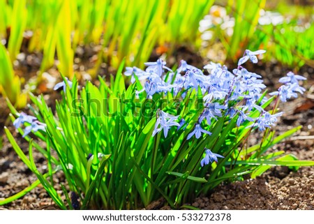 Scilla (lat. Scilla) is a genus of low perennial bulbous plants of the family of Asparagus (previously attributed to the family of Hyacinth or Lily family).