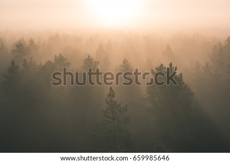 vista panorámica del bosque de niebla al majestuoso amanecer sobre los árboles. horizonte lejano con efectos de rayos luminosos y de lente - apariencia de efecto vintage