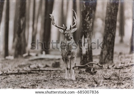 Classic sepia photo of single fallow deer buck standing in forest.