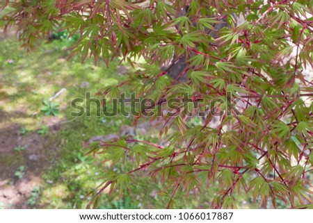 Landscape with fresh green maple