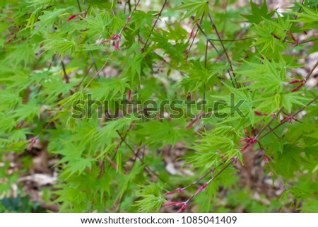 Landscape with fresh green maple