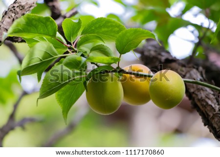 Eishoji temple's plum fruit