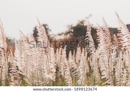 Grass flowers in the nature background with sun set, Soft focus the beautiful a flower in the garden.