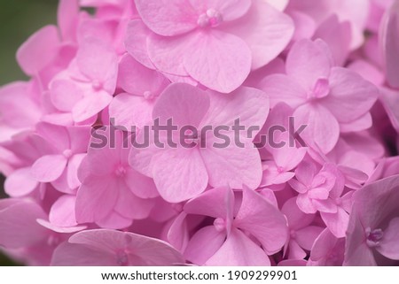 Macro image, Close up soft pink hydrangea flower background