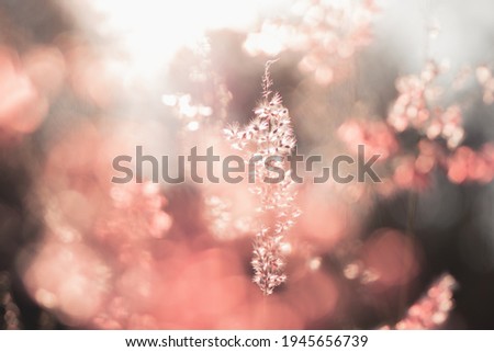 Beautiful pink grass flower in the field with sunset, Nature soft light blur filter and vintage tone, Selective focus.	