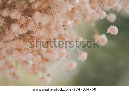 A vista através do copo de flores brancas secas de gypsophila, tom cinematográfico.